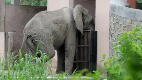 The Solitary Life and Death of India’s Capital’s Lone Elephant from Africa